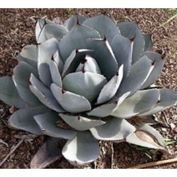 Agave parryi var. truncata