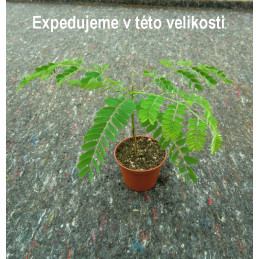 Delonix regia"Ohńový strom"