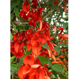Erythrina crista-gallii...