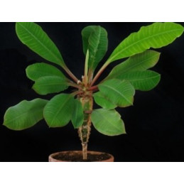Euphorbia leuconeura...