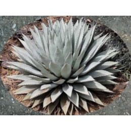 Agave parryi v. couesii
