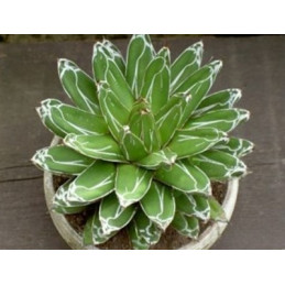 Agave victoriae-reginae