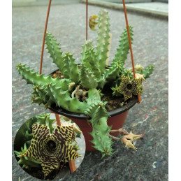 Huernia loeseneriana