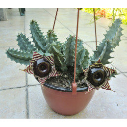 Huernia zebrina ssp....