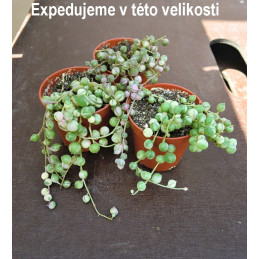 Senecio rowleyanus variegata