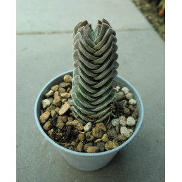 Crassula pyramidalis...