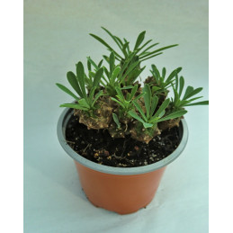 Euphorbia bupleurifolia hybrid