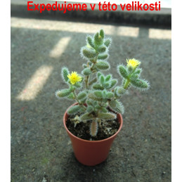 Delosperma echinatum (žlutý...