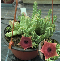 Huernia macrocarpa