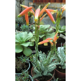 Aloe humilis