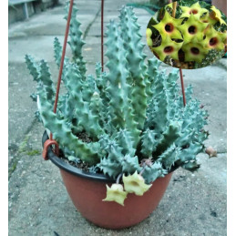 Huernia primulina