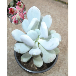 Pachyphytum bracteosum