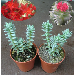 Sedum booleanum