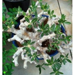 PACHYPODIUM densiflorum...