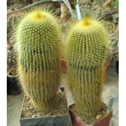 Eriocactus leninghausii