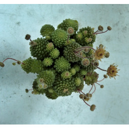 Monanthes polyphylla