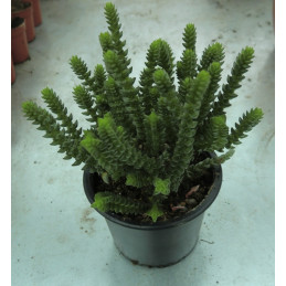 Crassula muscosa var....