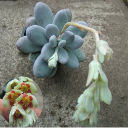 Pachyphytum oviferum