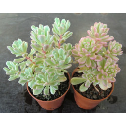 Sedum 'Alice Evans' variegata
