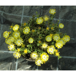 Delosperma cooperi Yellow