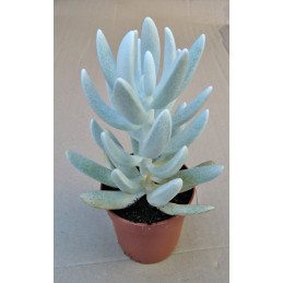 Senecio haworthii 'Mont Blanc'