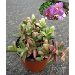 Anacampseros rufescens Sand...