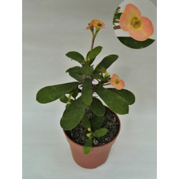 Euphorbia milii "Kristova...