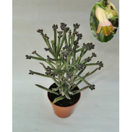 Kalanchoe tubiflora