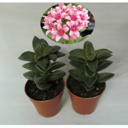 Crassula 'Springtime'