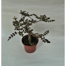 Operculicarya borealis...