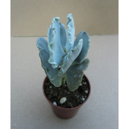 Cotyledon orbiculata v....