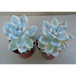 Graptoveria Titubans variegata