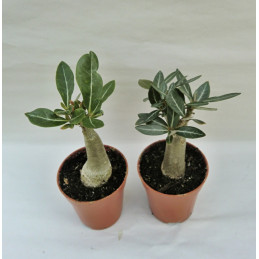 Adenium obesum Violett City