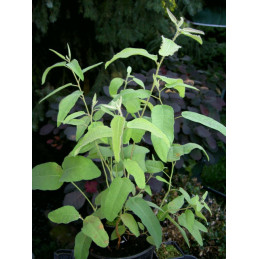 Eucalyptus citriodora