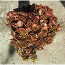 Sedum tetractinum Coral Reef