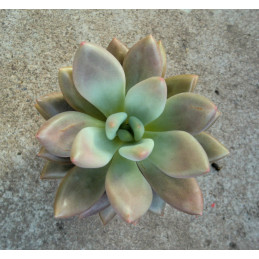 Pachyveria 'Rosy Crow'