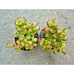 Crassula atropurpurea var....