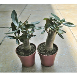 Adenium obesum Black Bird...