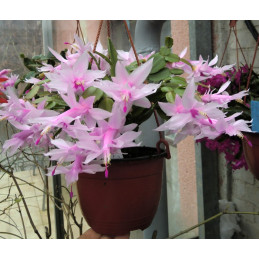 Schlumbergera sp. bílá...