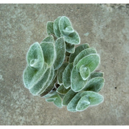 Tradescantia sillamontana