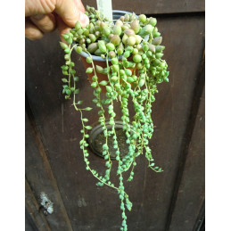 Senecio herreianus Giant