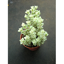 Crassula marnieriana...