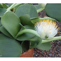Haemanthus albiflos "Sloní...