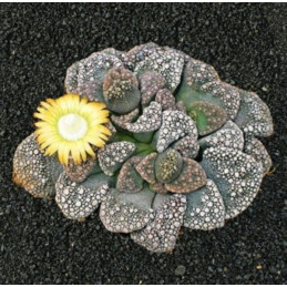 Titanopsis calcarea