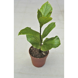 Adansonia digitata “Baobab”