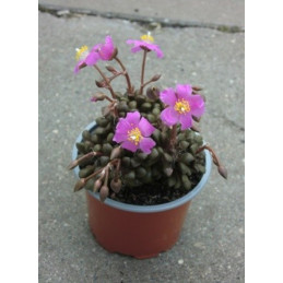 Anacampseros tomentosa