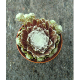 Sempervivum 'Shampoo' Netřesk