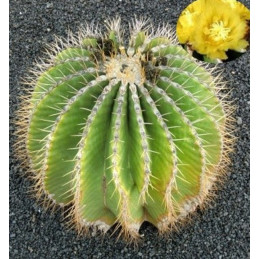 Ferocactus schwarzii