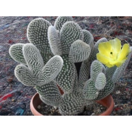 Opuntia microdasys var....