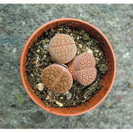 Lithops Mix 7 "Živé kameny"